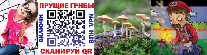 где купить   Алушта  Галлюциногенные грибы Psilocybe 